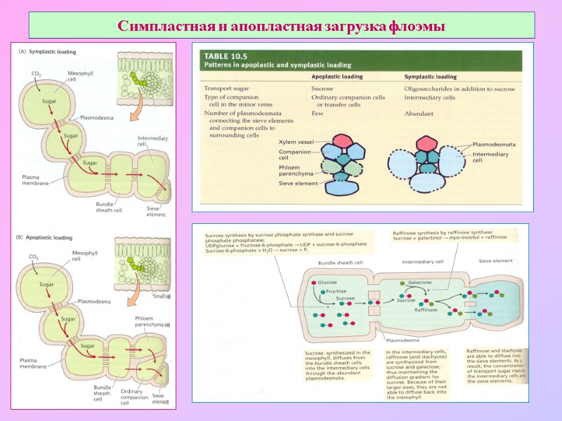 Симпластная и апопластная загрузка флоэмы